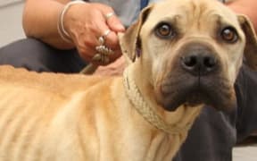 Whangarei SPCA inspectors rescued a record six emaciated dogs in October 2014.