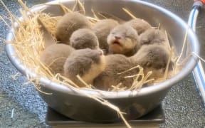 Auckland Zoo's new raft of Otters.