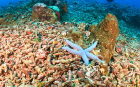 A single starfish on an area or bleached, dead coral. ocean acidification