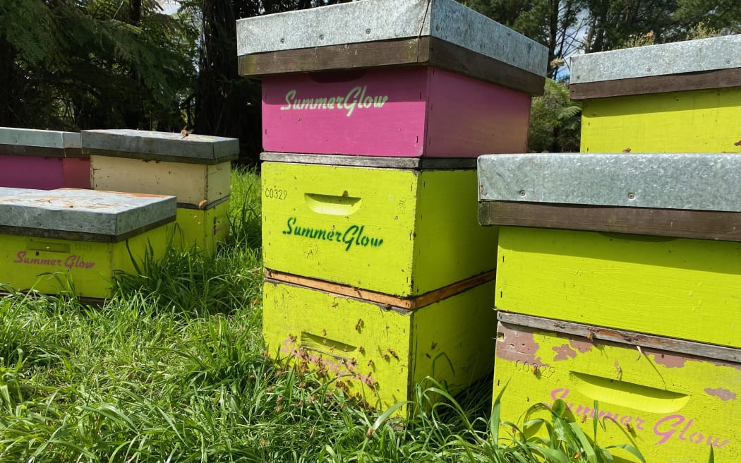 Citrus and magenta coloured hives sit in a field with bees buzzing about.