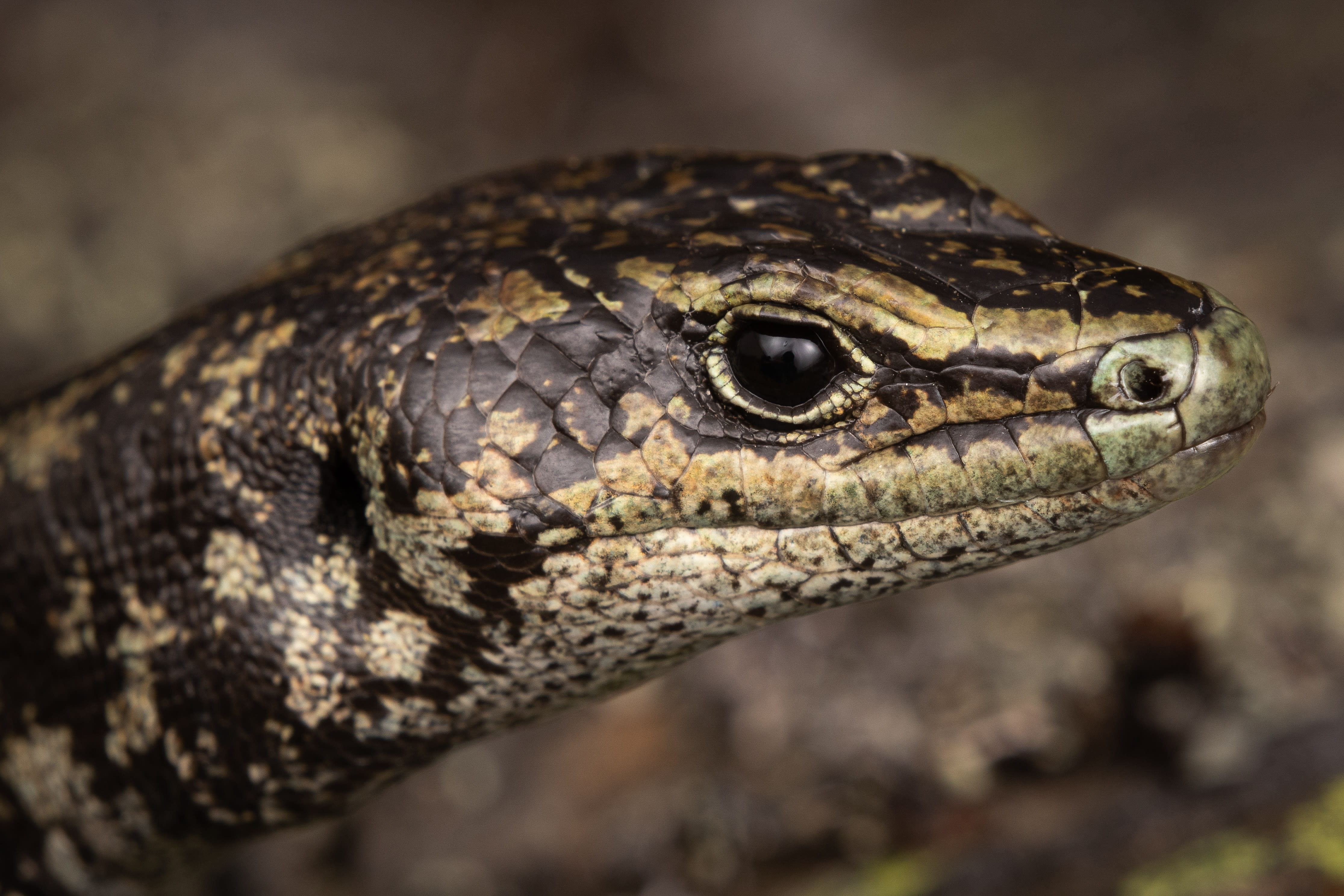 Reptiles and amphibians of Aotearoa | A Gallery from Nine To Noon | RNZ ...