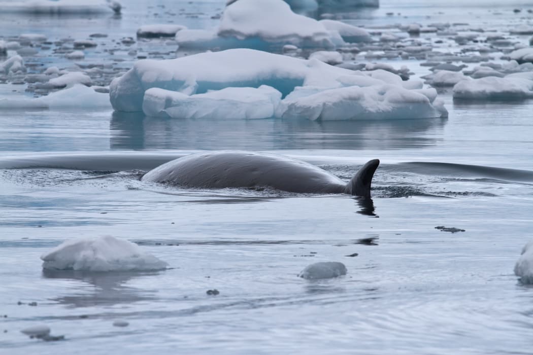 A minke whale floats between small ice floes in the Antarctic Ocean.