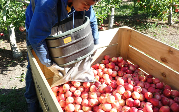 RSE worker offloads apples into a crate in a Hawke's Bay orchard.