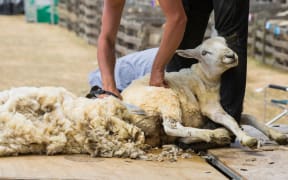 Shearing sheep.