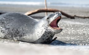 A leopard seal spotted on the beach at Petone, Lower Hutt, displays a warning behaviour on 8 September, 2022.