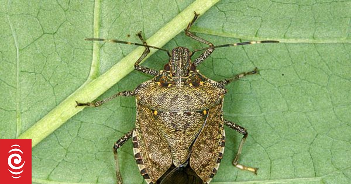 are stink bugs bad for dogs