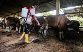 Indonesia's government reported on Monday (June 13) that more than 151.000 livestock had been infected by foot and mouth disease in 18 of the country's 34 provinces, with the number of infected livestock growing quickly from 20.000 less than a month ago.