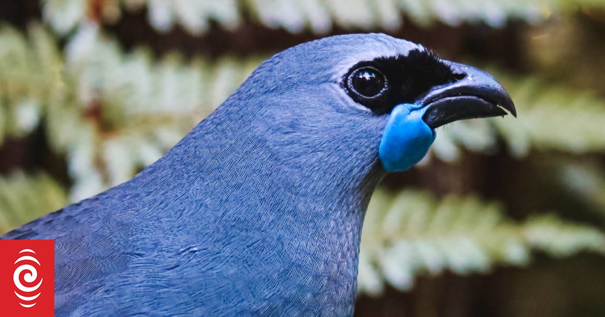 Wolf-whistling kōkako Kahurangi mourned - Vimarsana News