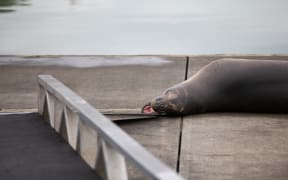 Leopad seal Owha has been spotted in the western reaches of Auckland's Waitemata Harbour.