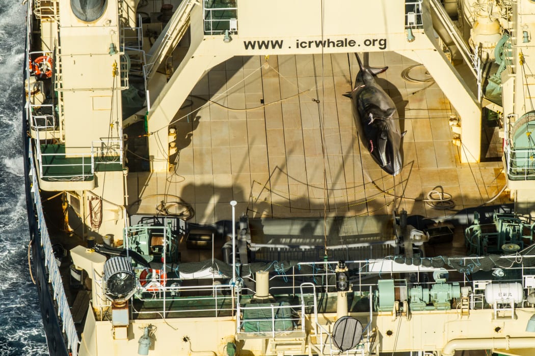 Anti-whaling group Sea Shepherd has released photos showing a dead protected minke whale on board a Japanese whaling ship.