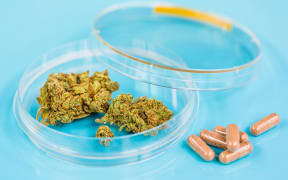 A petri dish contains medical cannabis, next to a small pile of pills (file).