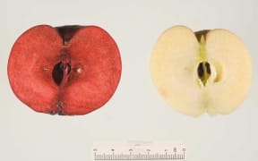 Two cut in half apples. One on left is red through the flesh like a plum.