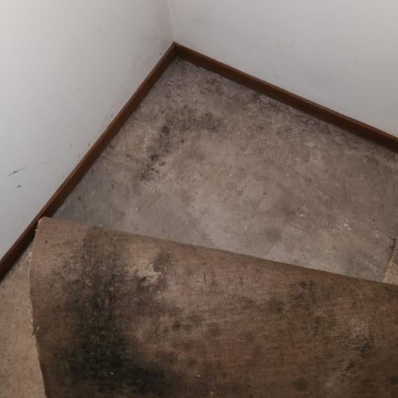 Mould underneath the carpet at Sarah Yates' flat in Mt Eden, Auckland.