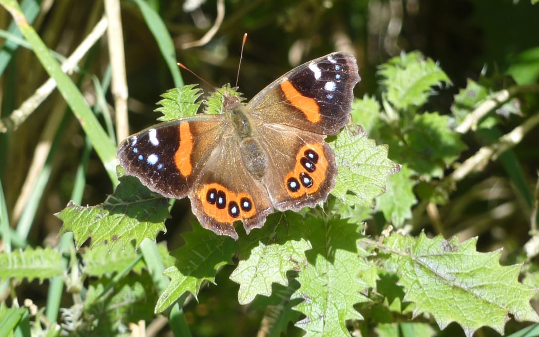 Ongaonga is not all bad news.  The stinging nettle is the main food plant for the native Admiral butterflies.