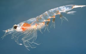 Krill, a common type of plankton