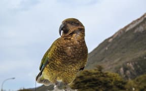 Kea parrot sitting on top of car in Arthur's Pass village, Canterbury, New Zealand