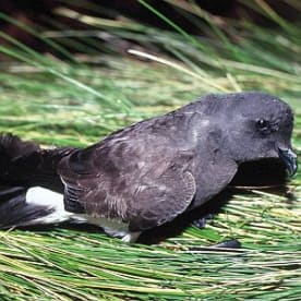 Photo for Black-bellied storm petrel