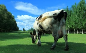 Dairy cow in field generic