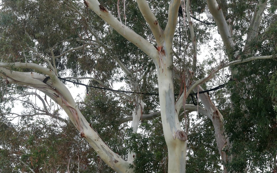 Century old tree named Bert faces chop after risk of ‘sudden limb drop