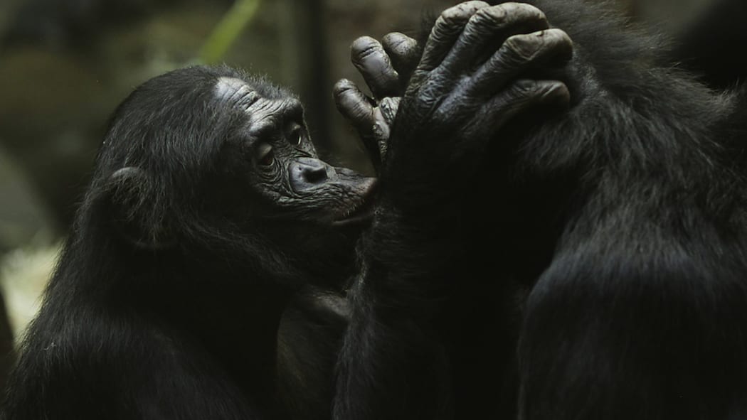 A couple of bonobos having a moment