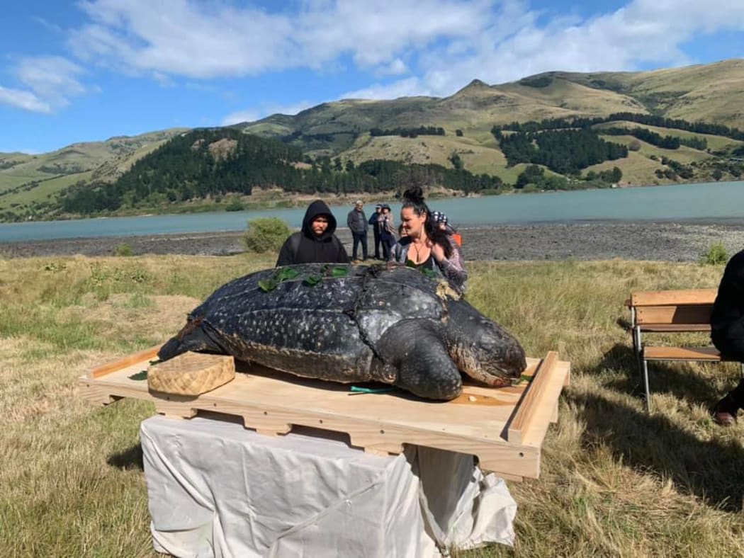 The 350kg endangered leatherback turtle was returned to Te Rūnanga o Koukourarata late last year