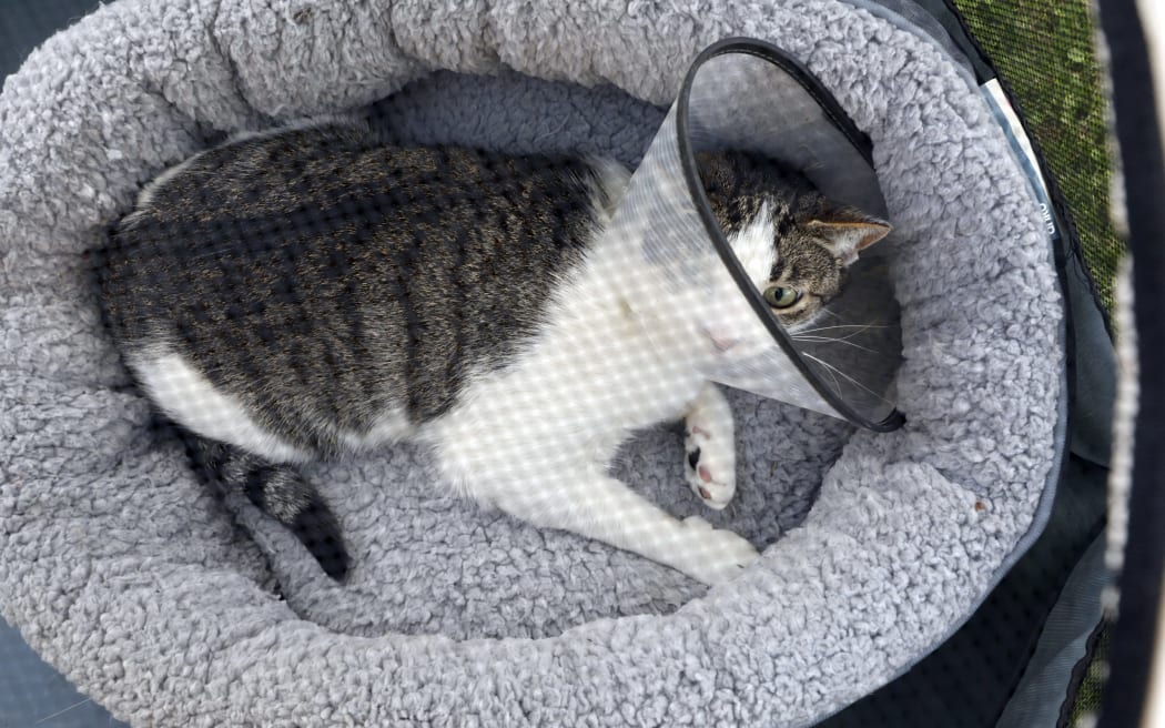 Council tells Blenheim woman she has to stop her cat roaming RNZ News