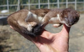 A stoat caught just outside the sanctuary fence.