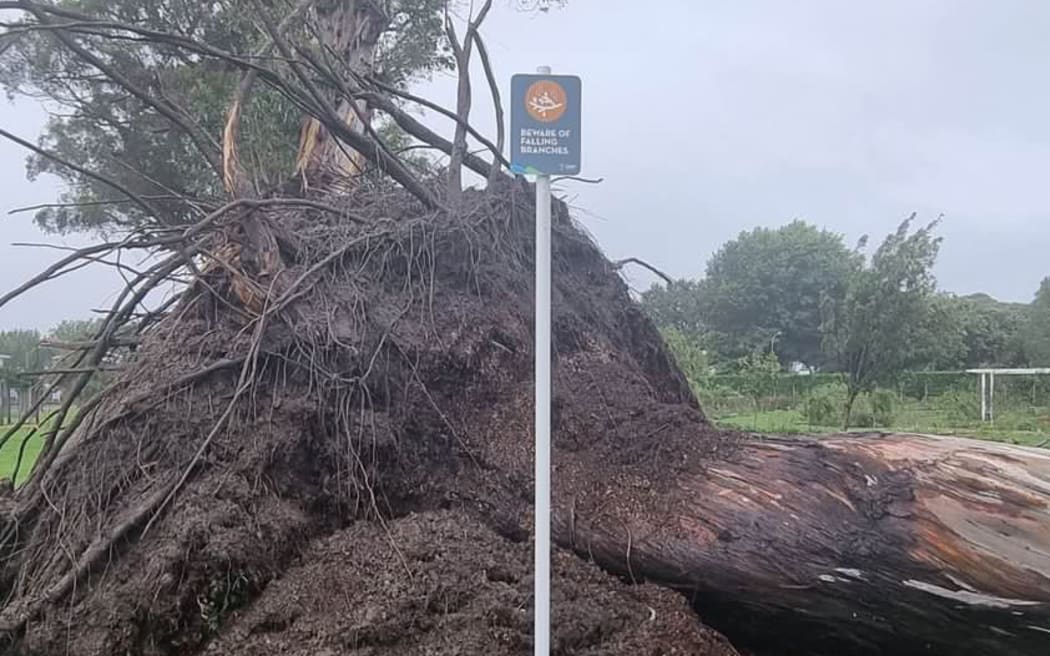 Fallen gum tree behind a 'beware of falling branches sign' in Mārewa, Hawke's Bay.