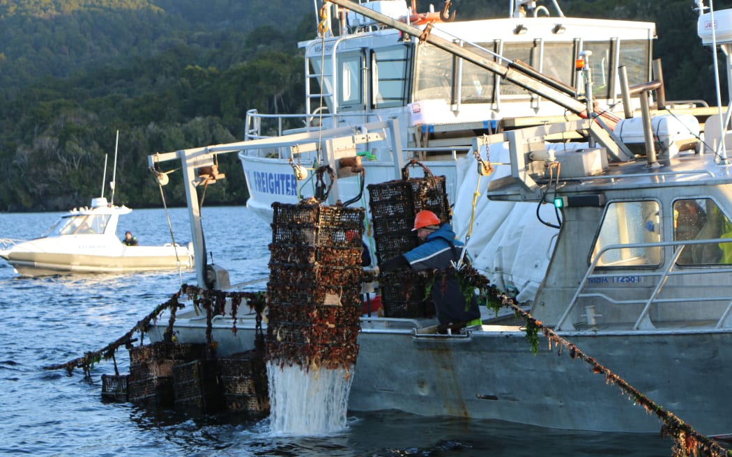 Boat cranes lift oyster cages from the water in Big Glory Bay.