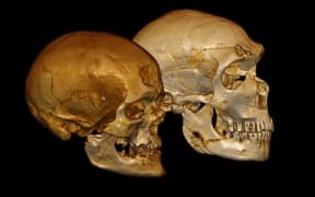 Virtual models of the Cro-Magnon 1 and La Ferrassie 1 skulls.