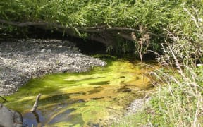 Toxic algae can choke rivers which have a high concentration of nutrients.