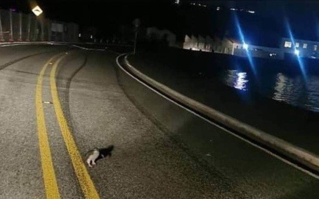 A kororā, or little blue penguin, on Shelly Bay Rd on Saturday night.