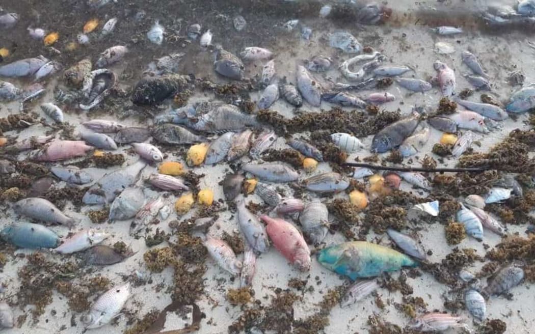 Dead fish have washed up on beaches in French Polynesia's Society Islands.