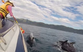 Scientists have been able to get a glimpse into the life of dolphins in the wild, thanks to cameras mounted on their backs.