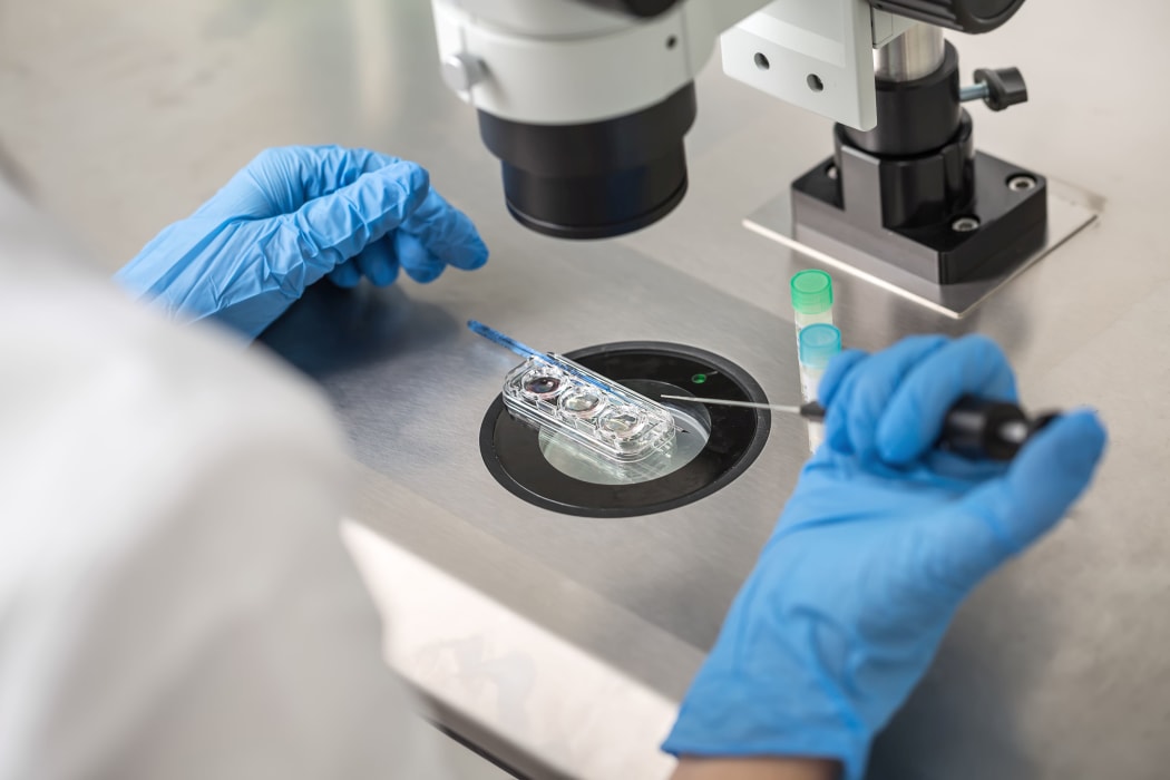 Technician in blue gloves does control check of the in vitro fertilization process using a microscope. Closeup. Horizontal.