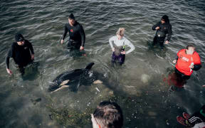 Rescuers and volunteers keep watch over a stranded baby orca at Plimmerton, Wellington.