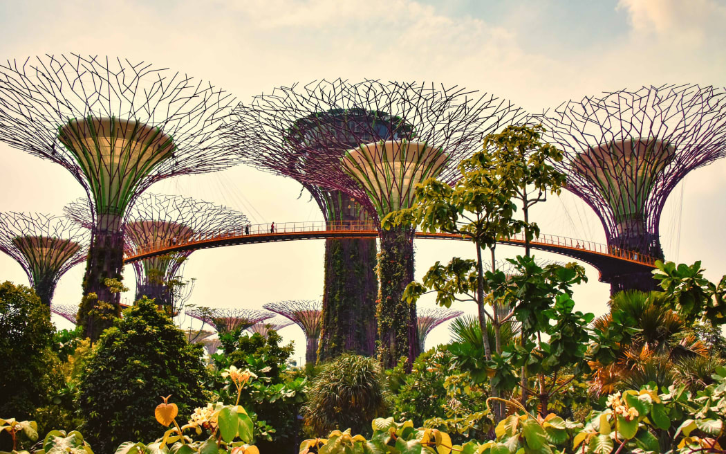 Six manmade 'supertrees' tower over a tropical garden and raised walkway