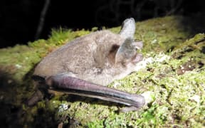 A rare southern short-tailed bat.
