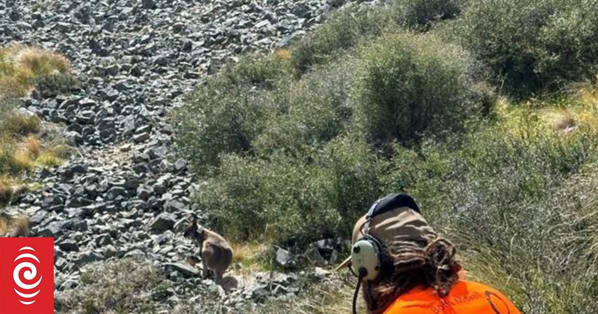 'Spy' wallabies being used to help eradicate pest in South Canterbury - Vimarsana News