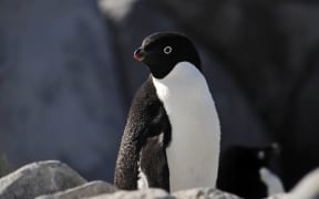 An Adelie penguin in Antarctica