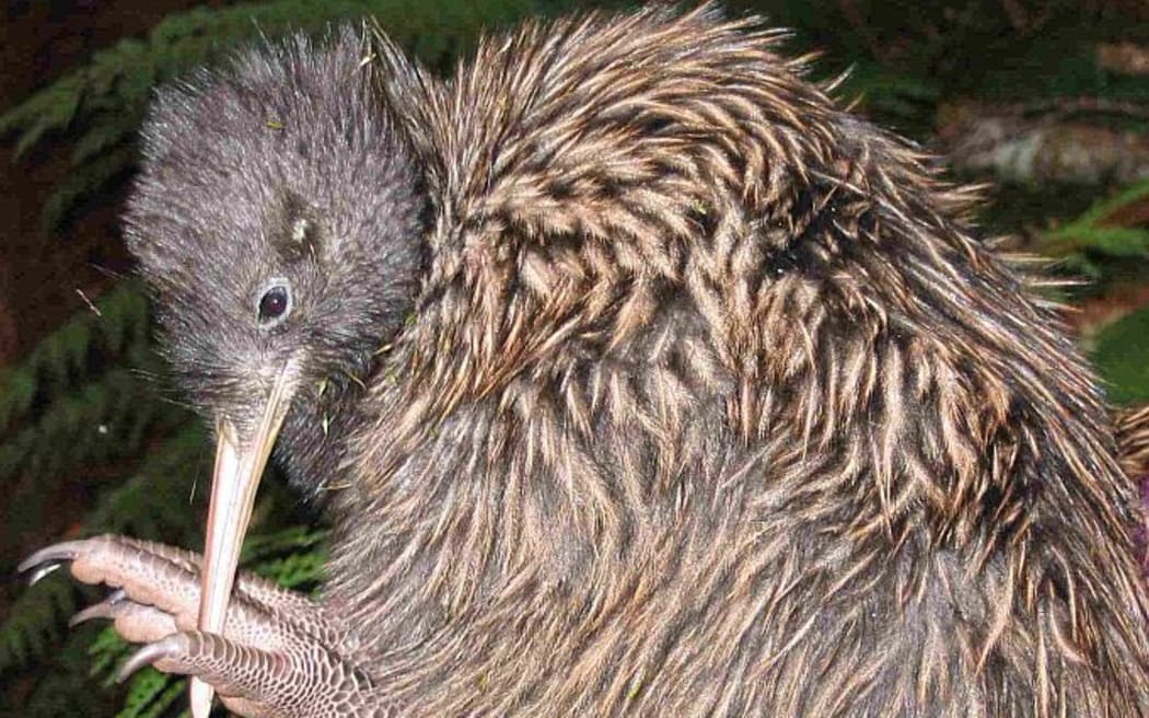 Haast tokoeka are one of New Zealand's rarest kiwi. There is small breeding population at Orokonui, which is also a creche for captive-reared young tokoeka before they're released in the wild. Haast tokoeka have long shaggy feathers.