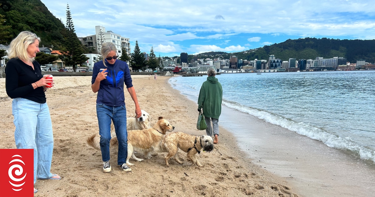 Oriental Bay residents differ on council proposal to allow dogs off-leash on beach - Vimarsana News