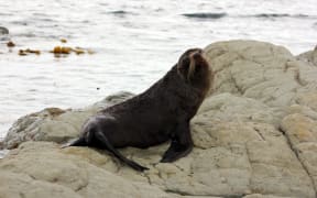 It's likely that some seals would not have been affected by the slip because it's likely they would have been out at sea foraging, said Mr Angus.