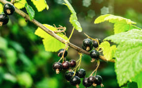 bush of black currant