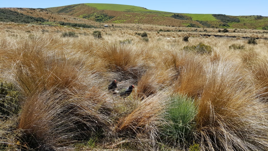 The Burwood Bush Takahē Centre is known to DOC staff as the 'takahē farm': about 20 breeding pairs of birds live in large predator-proof pens filled with red tussock.
