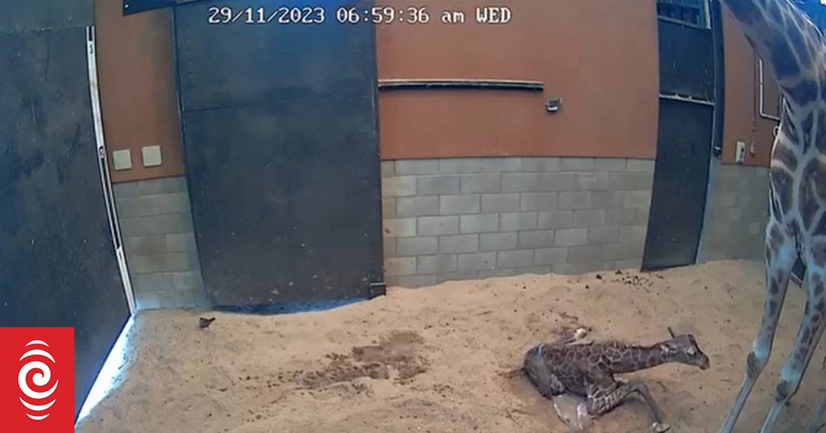 Wellington Zoo welcomes baby giraffe, first since 2004 - Vimarsana News