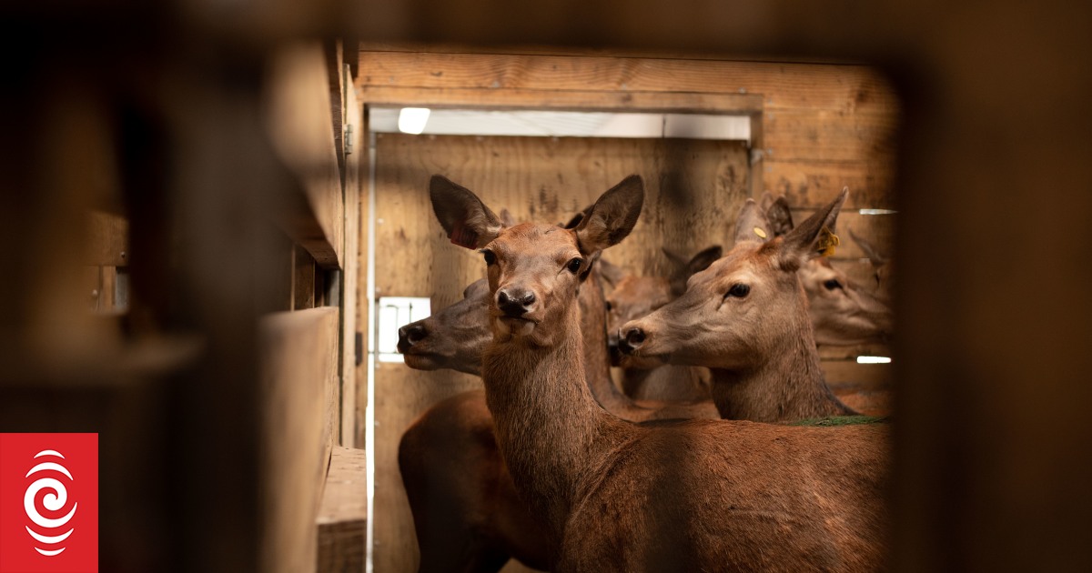 Dairying with deer - Vimarsana News