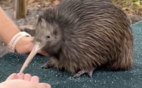 Kiwi at Miami Zoo - controversy over people handling Paora
