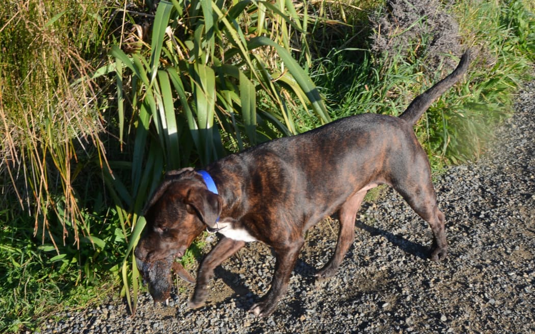 Dog carrying dead little blue penguin in its mouth after attack in Tītahi Bay, Wellington.