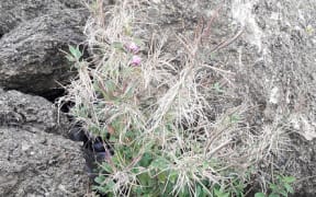 Biosecurity New Zealand has detected a new invasive weed, great willowherb, at five sites in Canterbury.